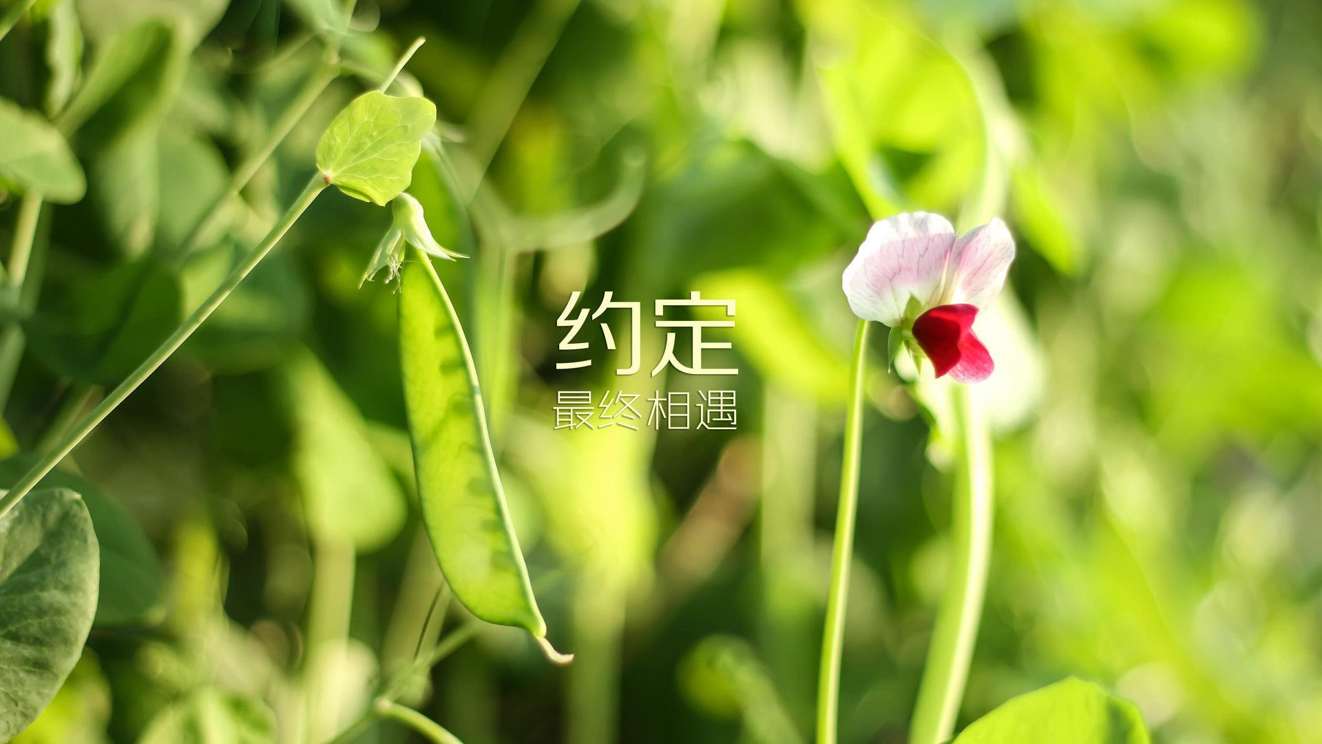 摩纳哥在主场力克对手，取得重要胜利，摩纳哥队是哪个国家的
