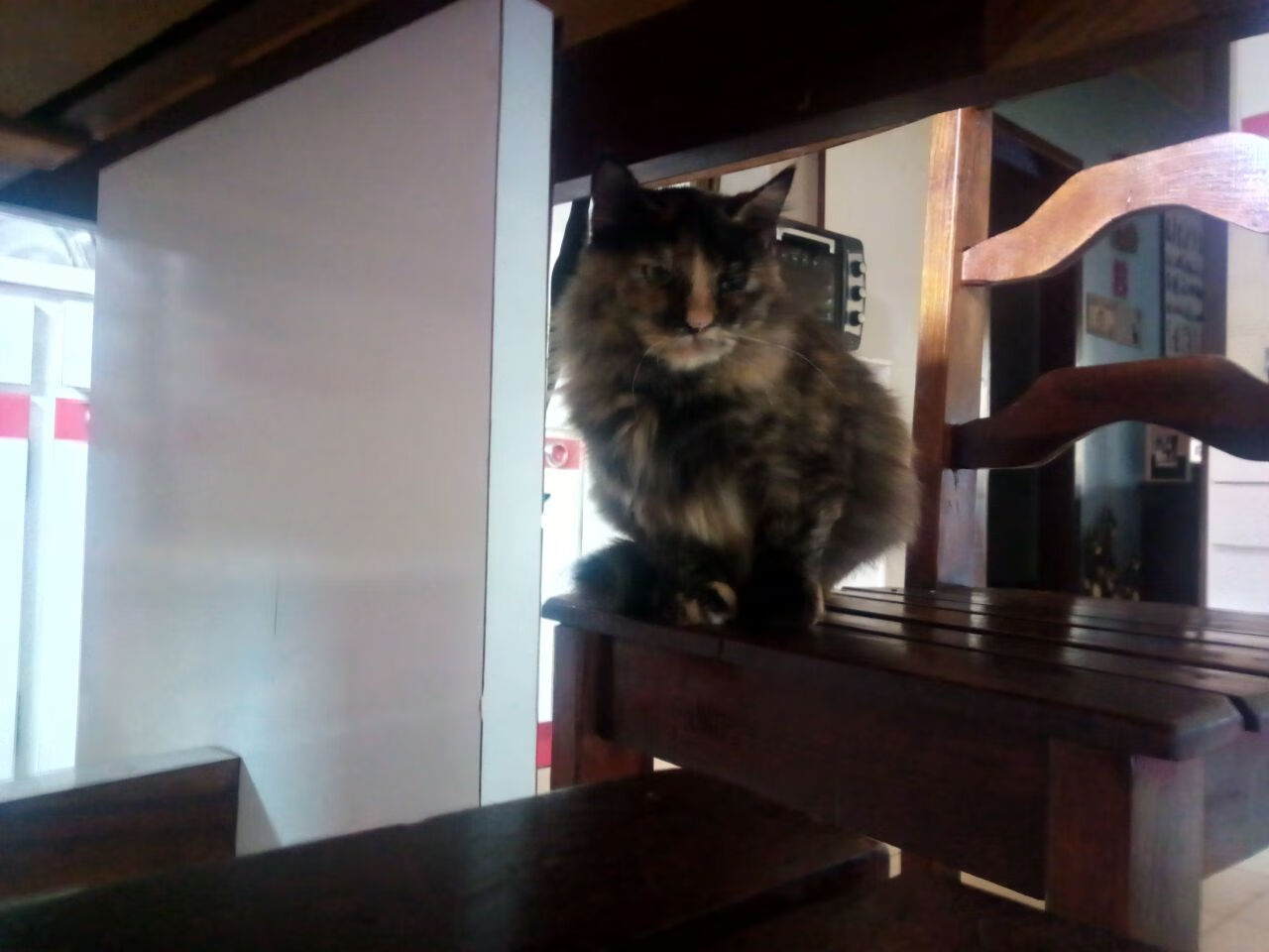 波兰队未来发展蓝图:全方位改革训练方法,提升国际竞争力,波兰队阵型