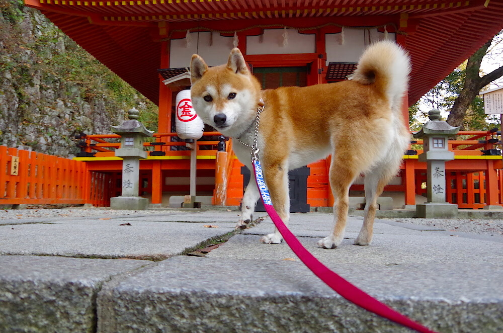 爱游戏官方网站-羽毛球顶级赛事技术含量高，羽毛球赛事含金量排名
