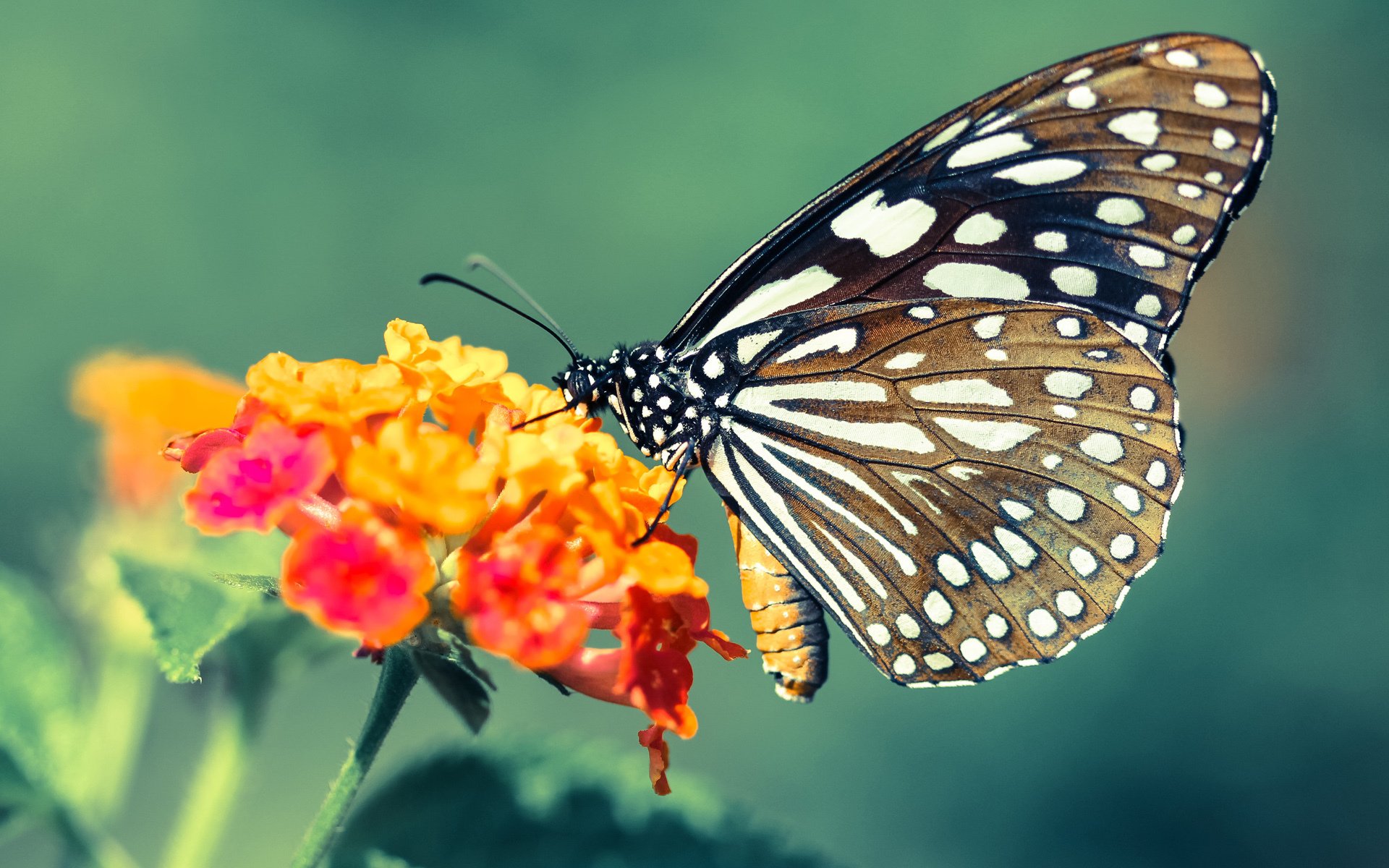 视频分析系统成为乒乓球选手训练新助手，乒乓视频app