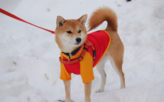 高效得分区域分析哪支球队最精准，球队得分大小什么意思