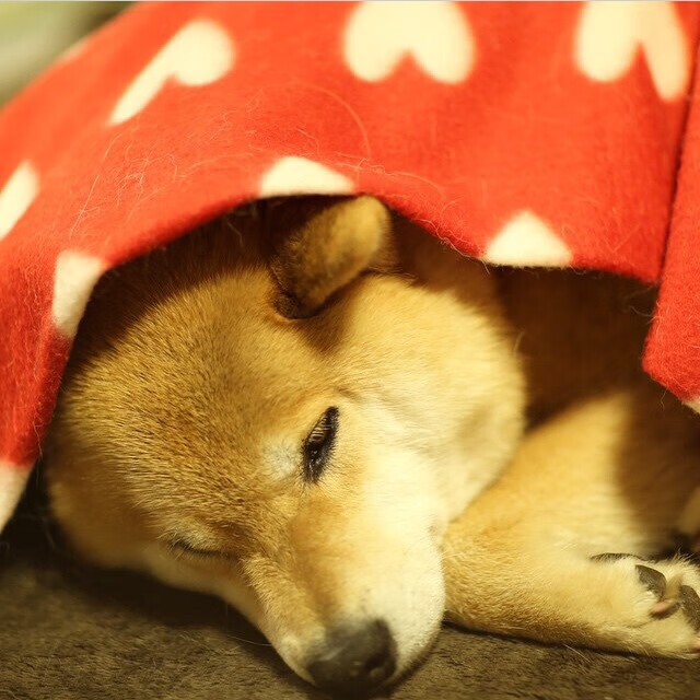 世界杯最震撼进球:绝世之作让人永生难忘,世界杯最不可思议的进球