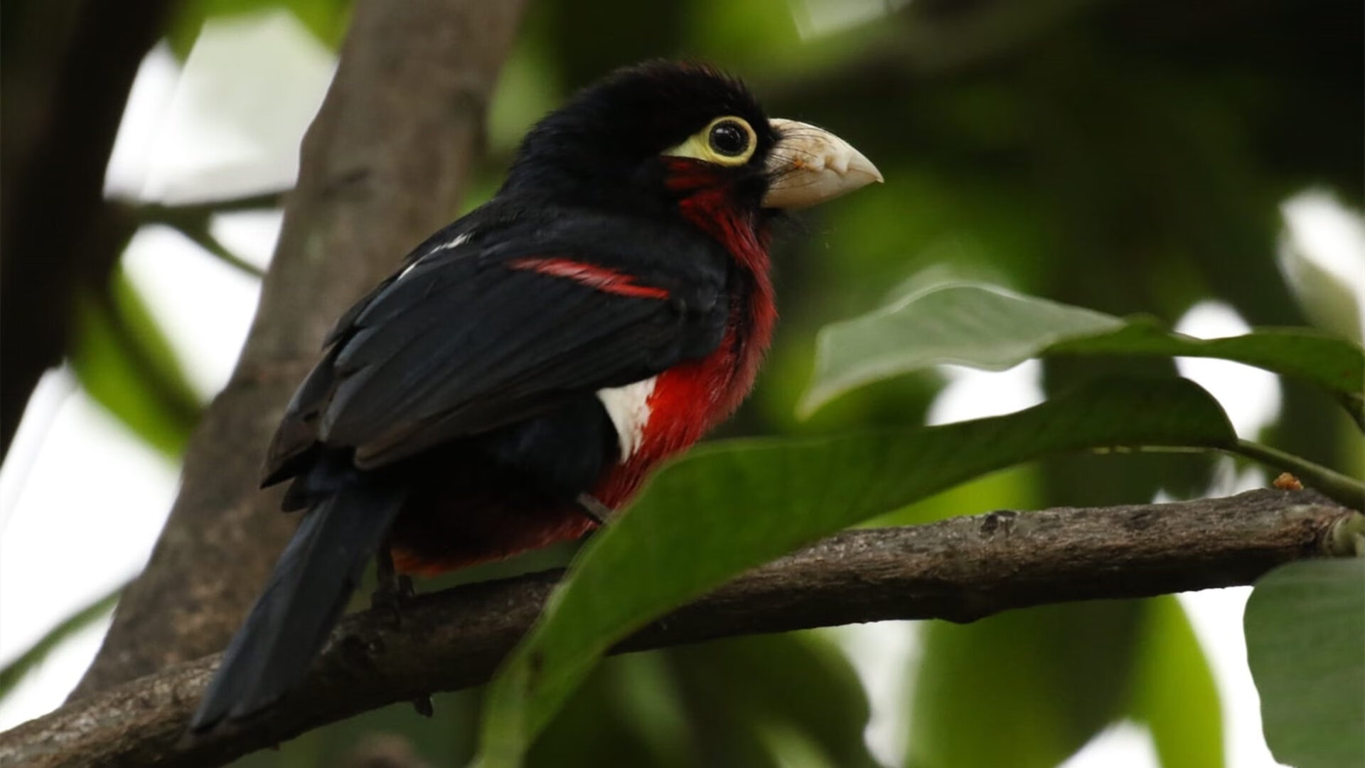 世界杯精彩持续：每一场都精彩绝伦！，世界杯精彩瞬间