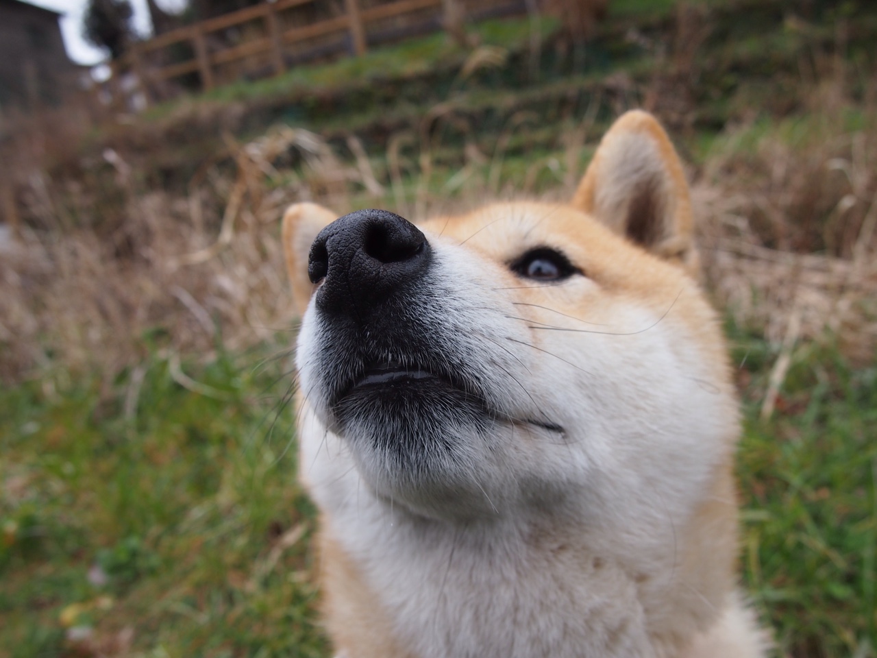 爱游戏下载-南非春bok队的强大防守，再度震撼全球橄榄球界，南非国家橄榄球队