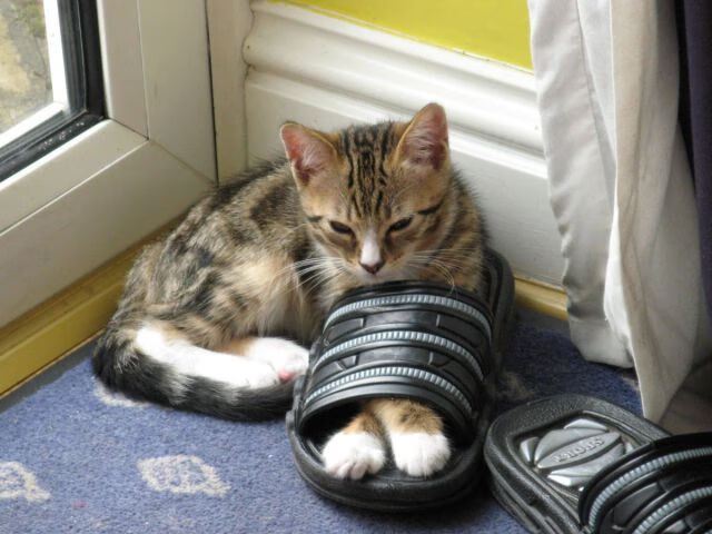 库里称休赛期会安排家庭时间为先，库里休赛期旅游图片