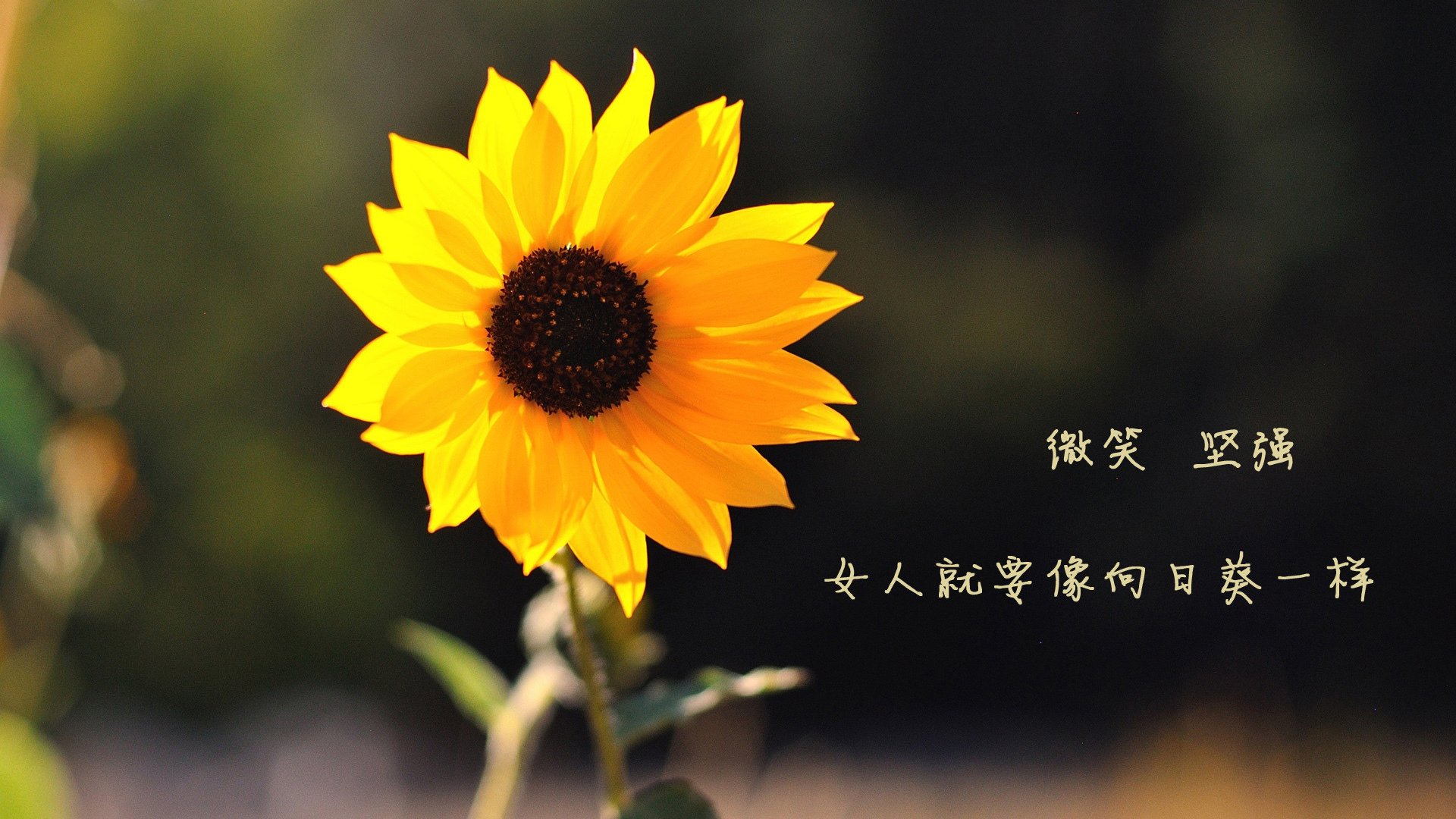 曼联在主场逆转取胜,积分追赶领先榜首