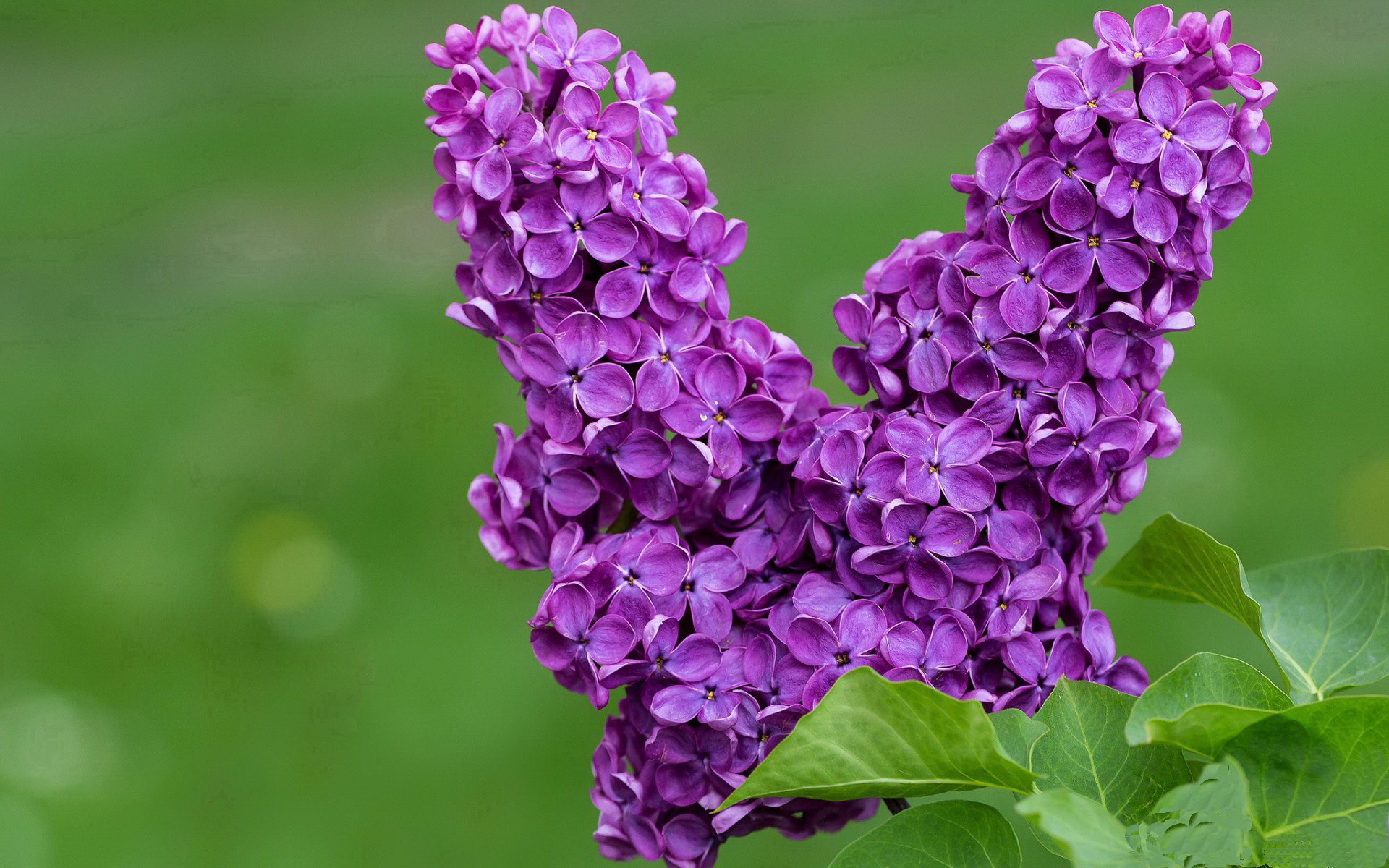 格雷琴·沃尔什再次证明短距离统治力,格雷沃夫