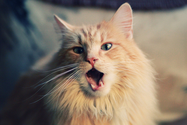 法甲冠军悬念:战术调整成就奇迹!,法甲 冠军