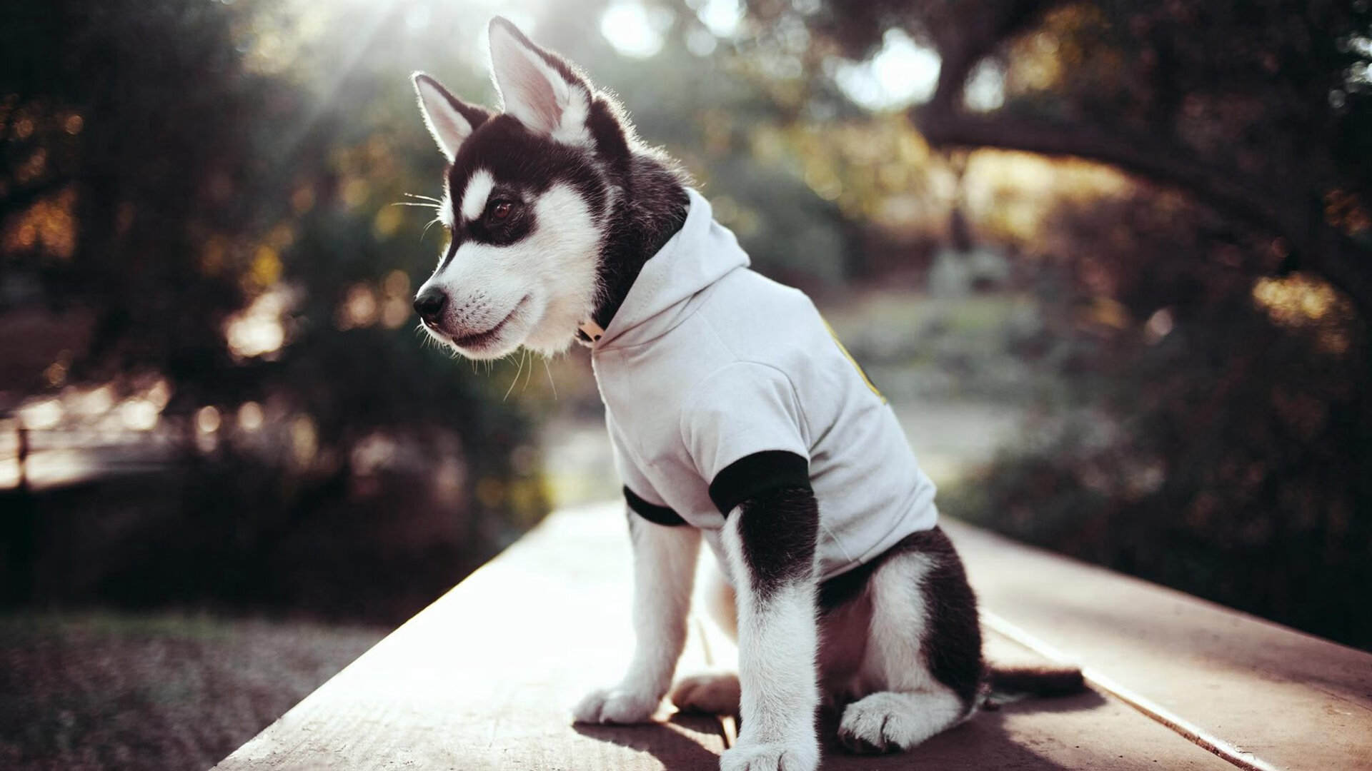 爱游戏-皮特·卡普尔全场展现卓越球技，成为袋鼠队攻防两端的核心，皮尔斯vs卡特