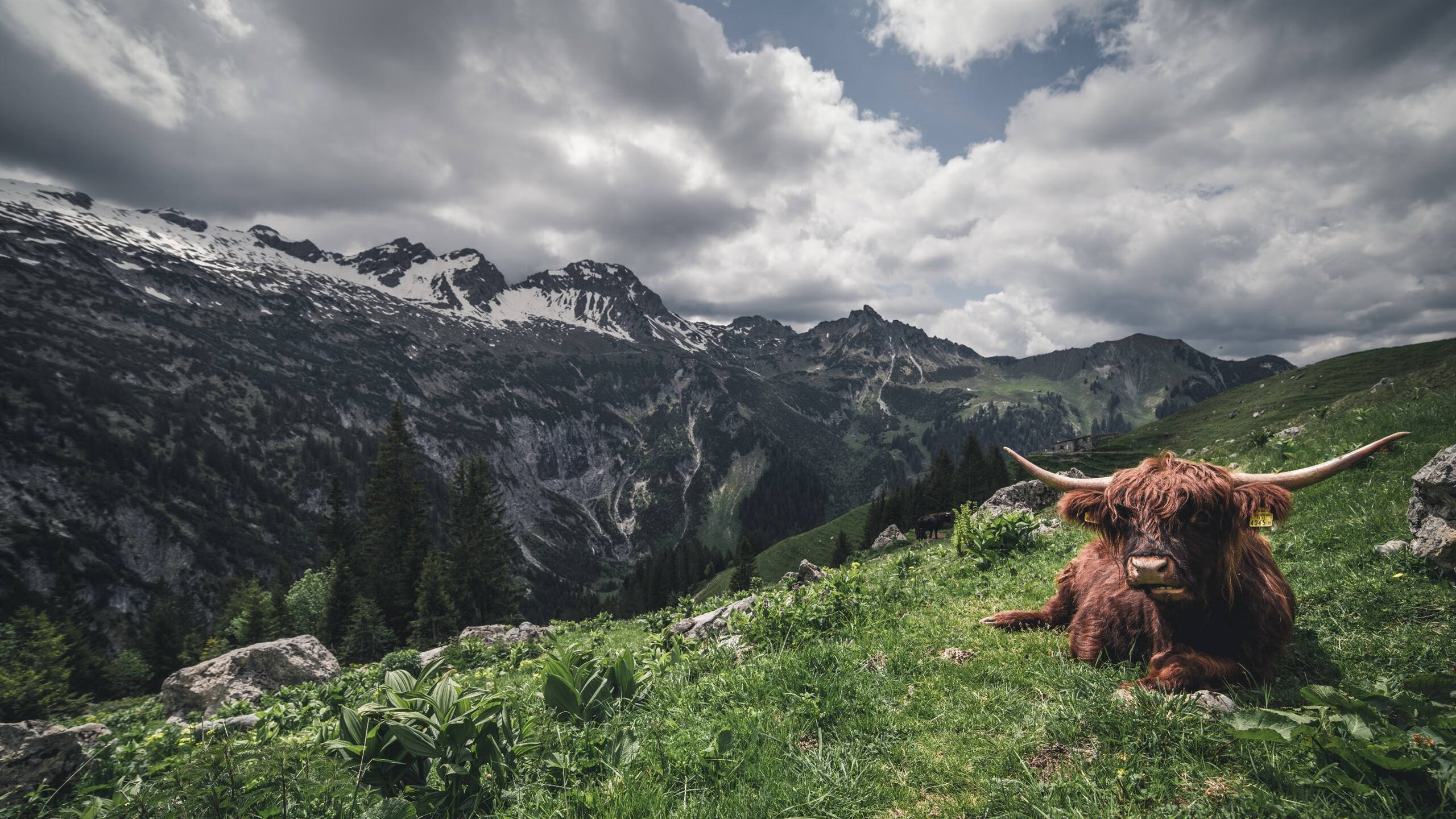 爱游戏体育官方网站-皮特·斯图斯：南非后排的新标杆，为球队攻防提供稳定保障，斯图尔特·皮尔斯
