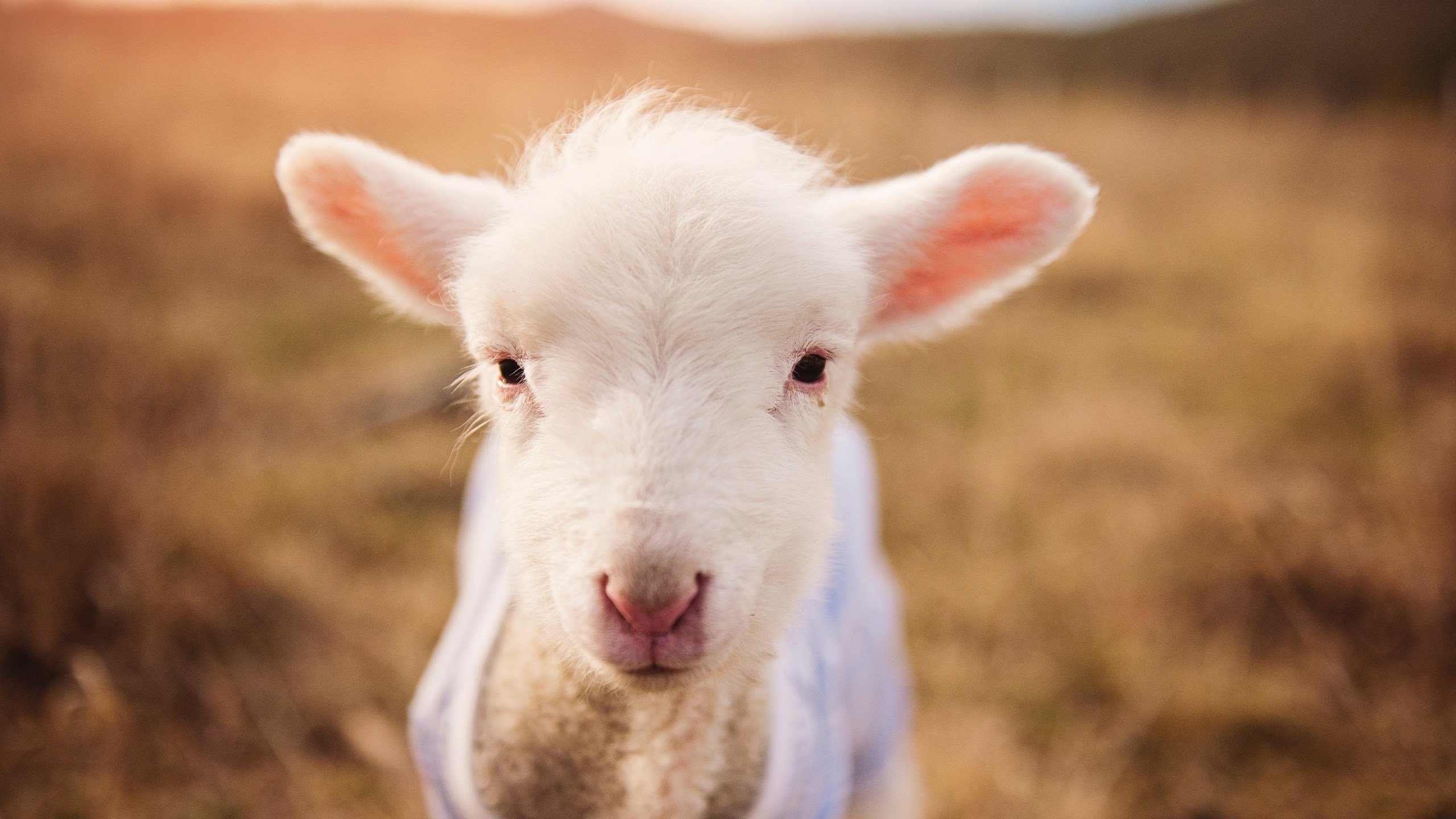 爱游戏官方-纳米比亚男篮在非洲预赛中提前晋级，展现新势力