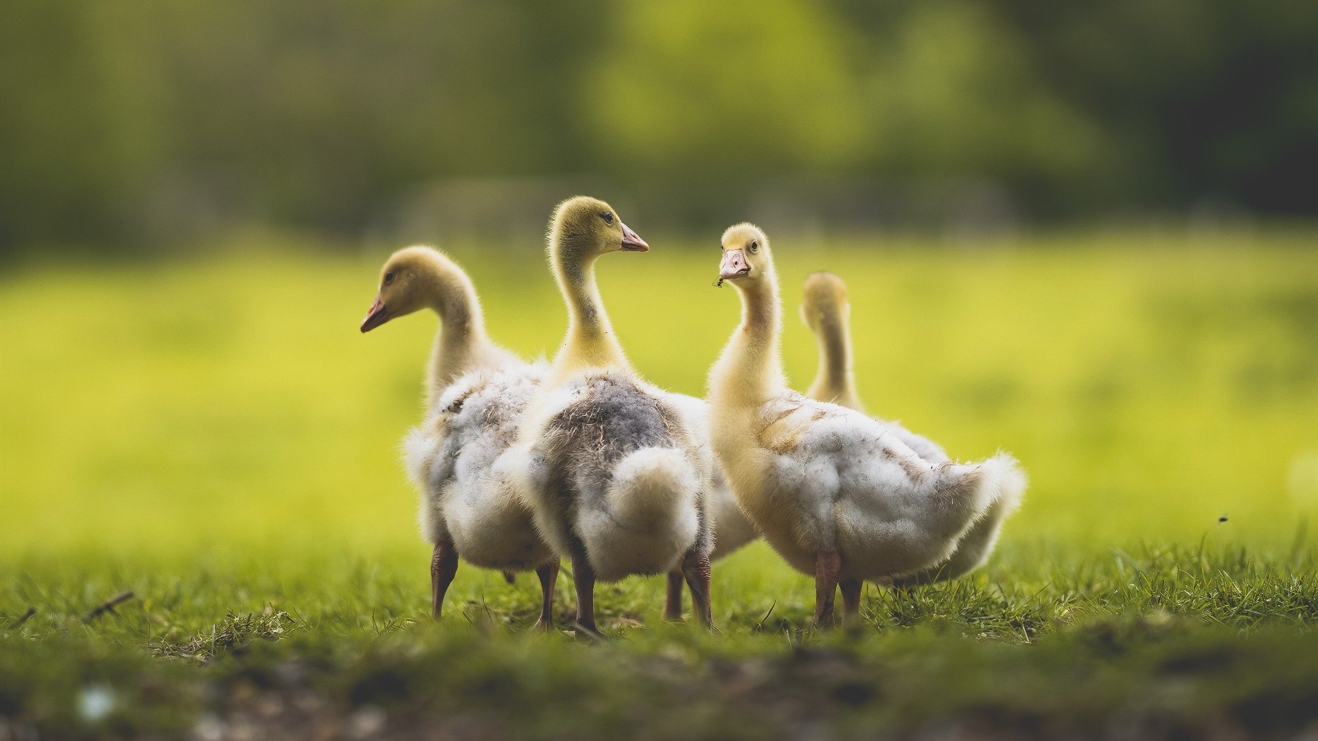 爱游戏app-马刺年轻球员获老将称赞学习能力极强，马刺原来队员